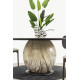 Eclipsis Dining Room Set - Enka Home - Enkahome - Online Furniture Store Inegol Furniture Eclipsis Dining Room Set - Enka Home - Enkahome - Online Furniture Store Inegol Furniture